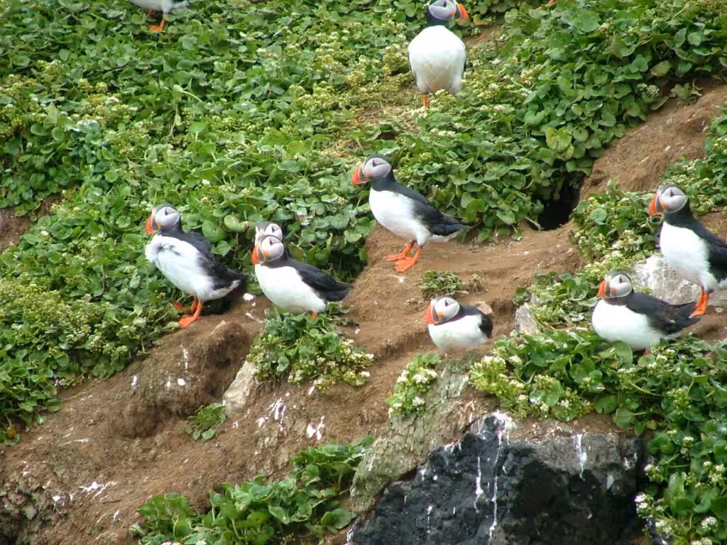 First Puffins Arrive This Season at Grímsey, North Iceland