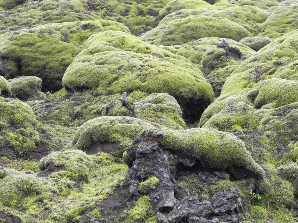 Reykjavik to Vik Day Trip Plan That Works