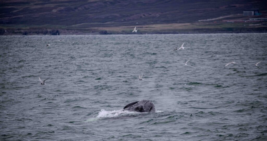 iceland whale watching — If you're driving the Ring Road and planning to stop in the north, building a…