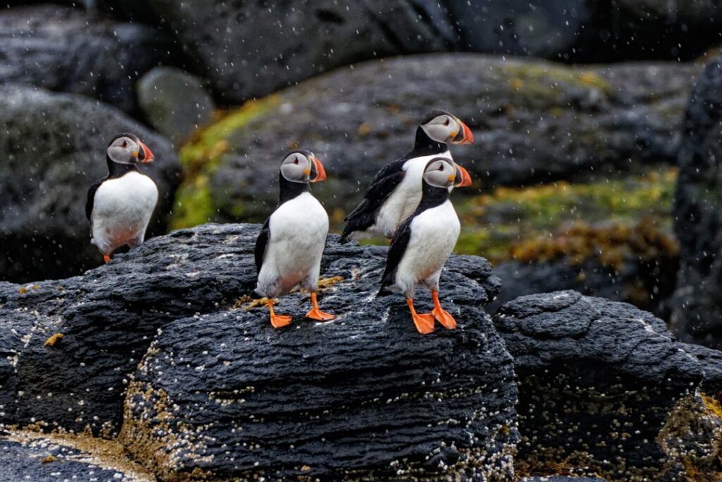 iceland puffins — Not everyone has time to get to the Westfjords or the Westman Islands.