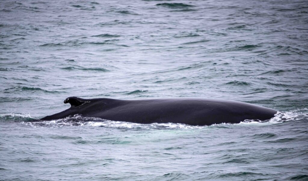 iceland whale watching — Húsavík has been running whale watching tours since 1995, which makes it one of…