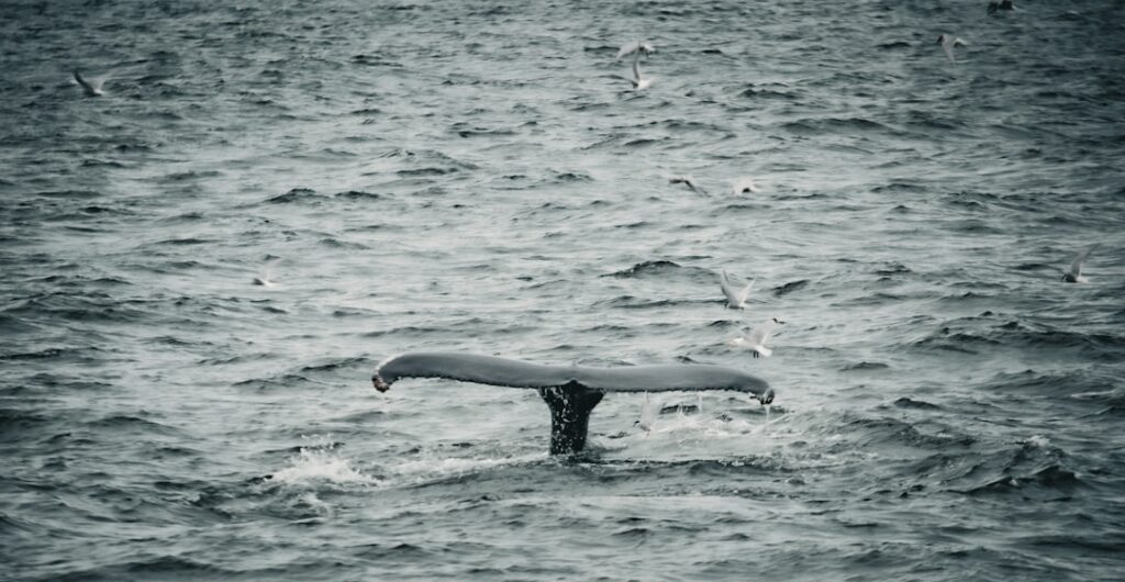 iceland whale watching — Peak season is June through August.