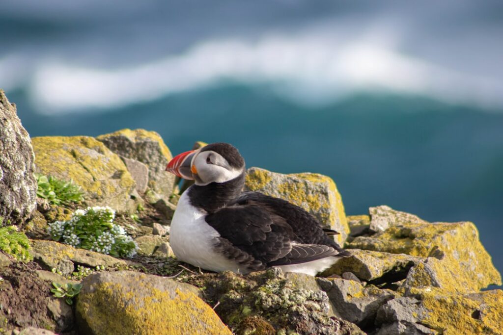iceland puffins — The season runs from late April through mid-August.