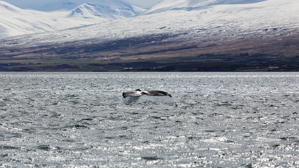 Akureyri Iceland — Whale watching from Akureyri's harbour is one of the better operations in…