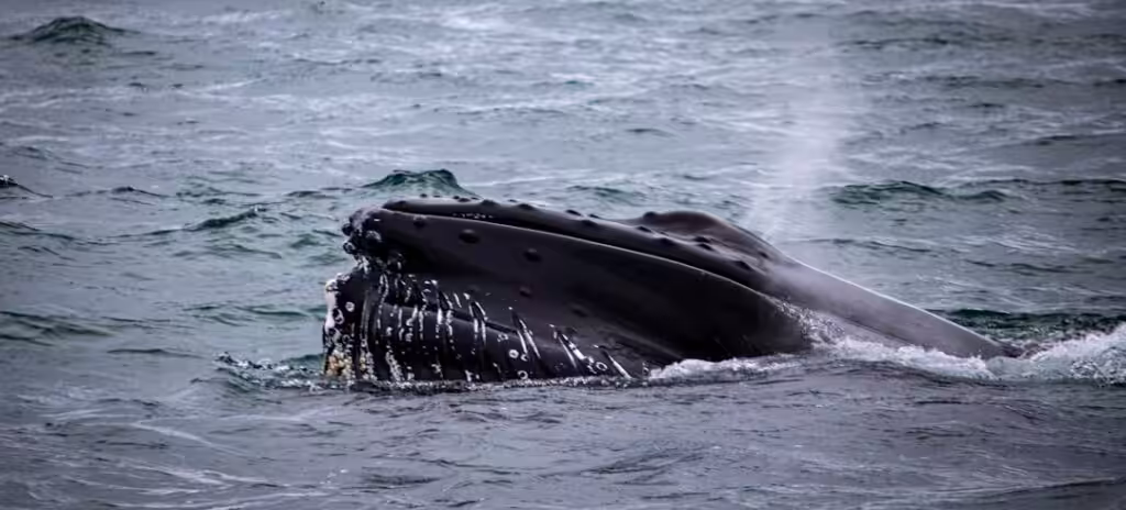 Iceland whale hunt cruelty — According to reports emerging this week, a fin whale harpooned by a Hvalur hf…