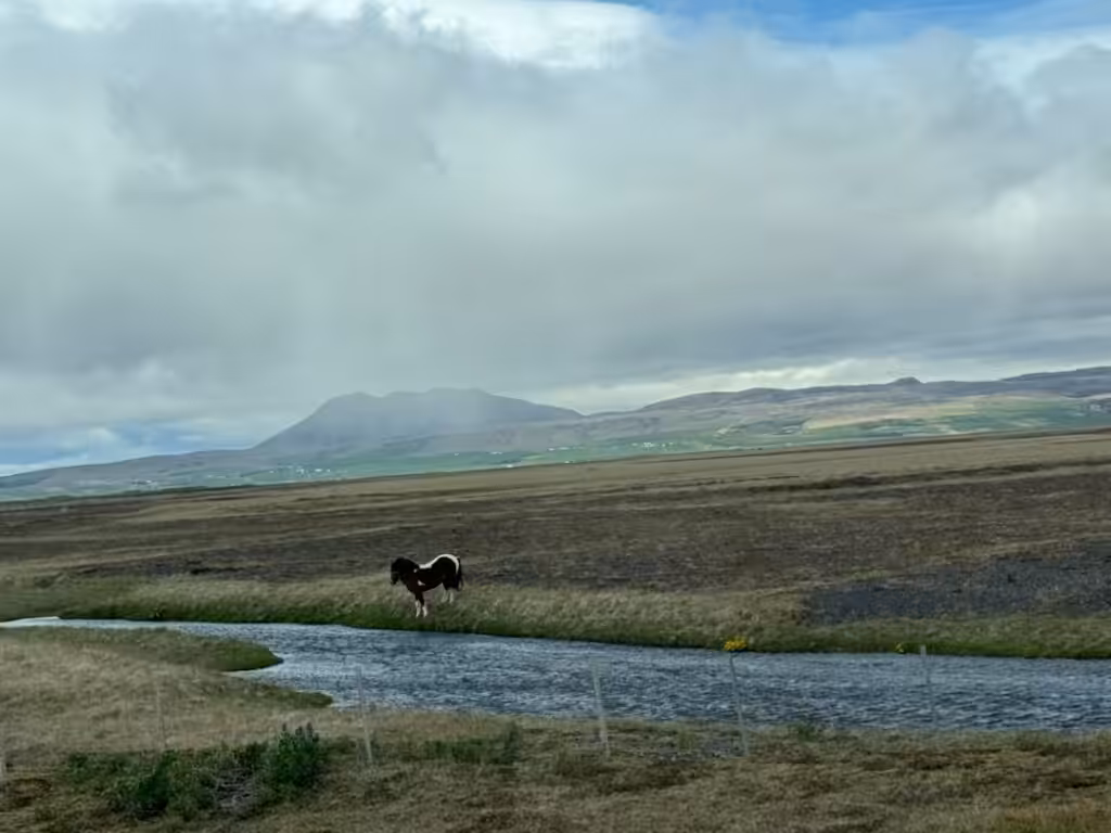 mosquitoes in Iceland — Last year, 2025, marked a notable first in Icelandic natural history: two…
