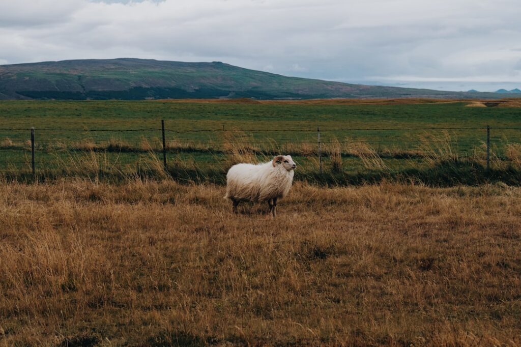 Iceland EU membership referendum — These are not people disconnected from global trends.