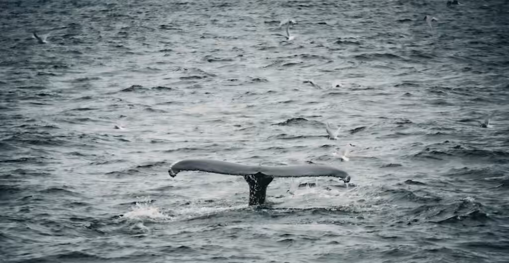 Iceland whale hunt cruelty — Iceland sets its own annual quota for fin whales through its Ministry of…